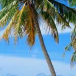 Tropical Beach - Coconut Tree Near Body of Water Under Blue Sky