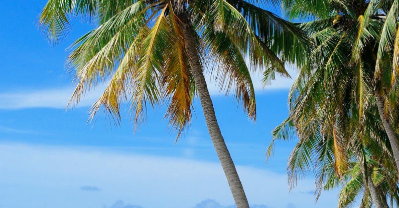 Tropical Beach - Coconut Tree Near Body of Water Under Blue Sky