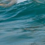 Surfing - Woman Skateboarding at Sea