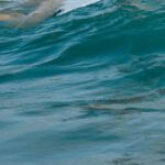 Surfing - Woman Skateboarding at Sea