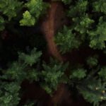 Wildlife Viewing - Tops of coniferous trees in woods