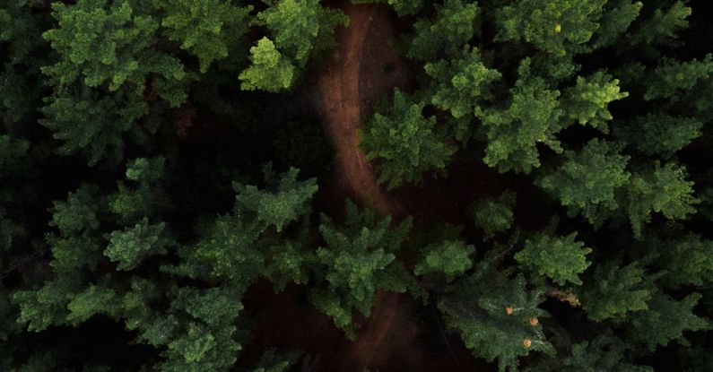 Wildlife Viewing - Tops of coniferous trees in woods