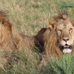 Safaris - Two lions are sitting in the grass