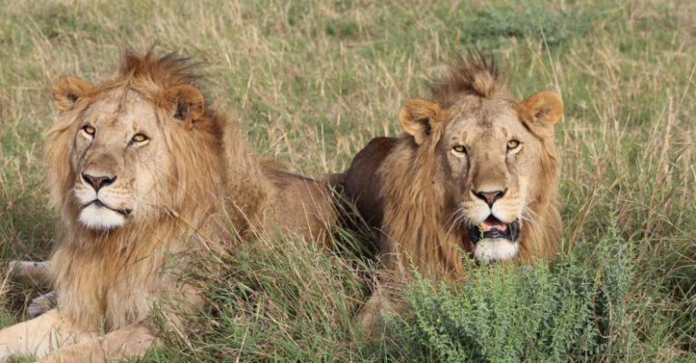 Can Safaris Contribute to Wildlife Conservation?