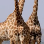 Wild Animals - Three Giraffe Under Gray Sky