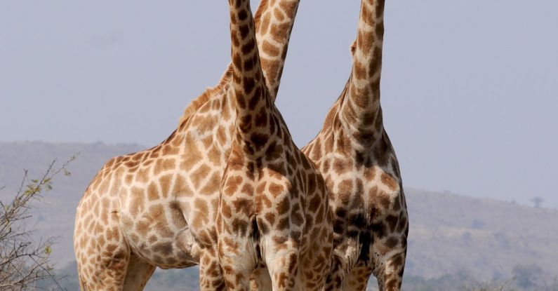 Wild Animals - Three Giraffe Under Gray Sky