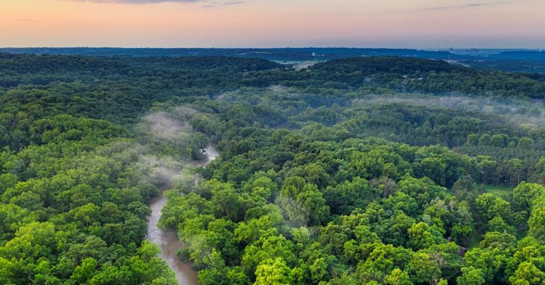 Amazon Rainforest - Green Forest