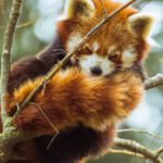 Endangered Species - Photo of Red Panda Sleeping on Tree Branch