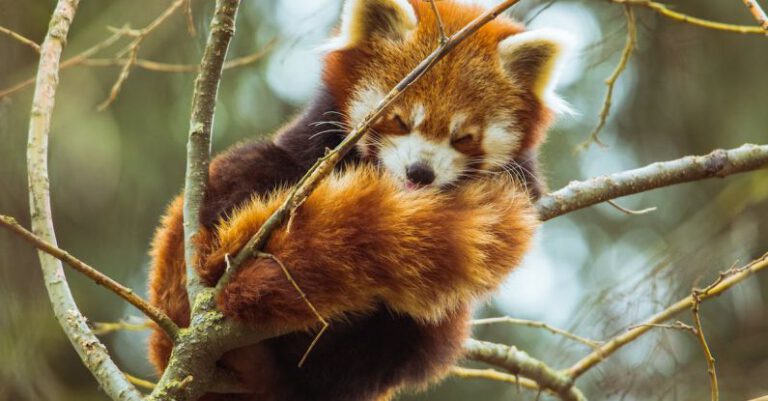 Endangered Species - Photo of Red Panda Sleeping on Tree Branch