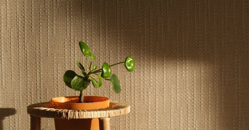 Money-Saving - A plant on a wooden stool in front of a window