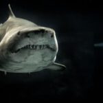 Sharks - Selective Photo of Gray Shark