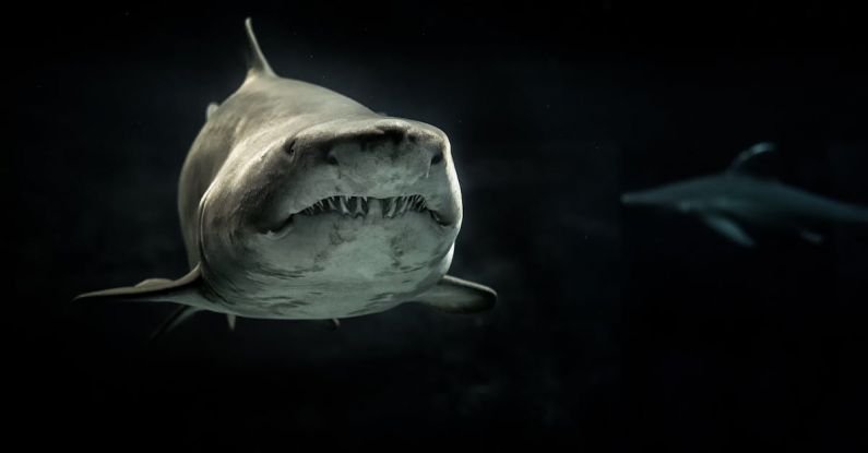 Sharks - Selective Photo of Gray Shark