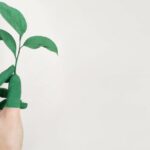 Eco-Friendly - Person's Left Hand Holding Green Leaf Plant