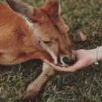 Wildlife Sanctuaries - Brown kangaroo Lying on Green Grass