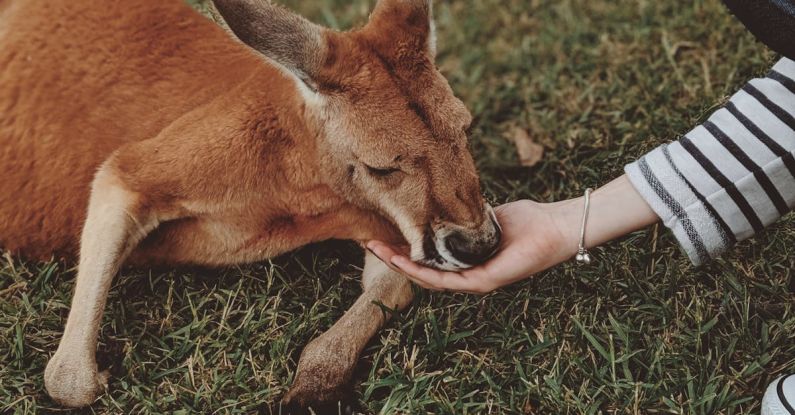 Wildlife Sanctuaries - Brown kangaroo Lying on Green Grass