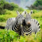 Safari - Zebras on Zebra