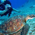 Scuba Diving - Person Takes Photo Of Tortoise