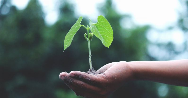 Personal Growth - Person Holding A Green Plant